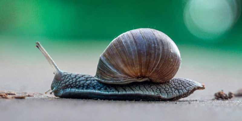 artem-balashevsky-bq8nkZk3Mk4-unsplash